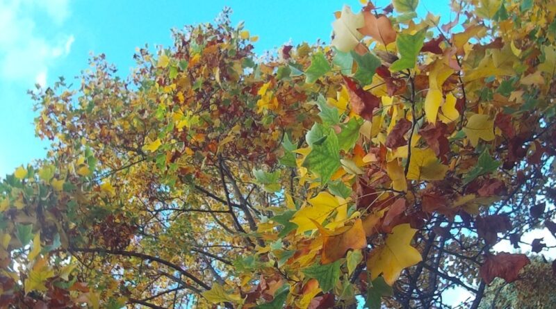 autumn leaves
