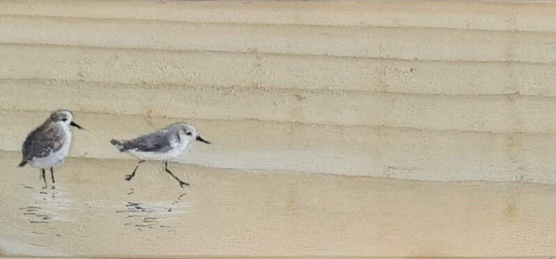 Sanderling