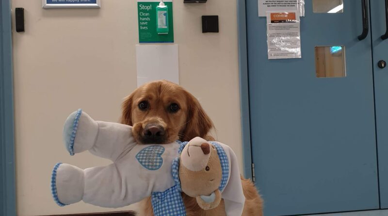 gismo in hospital with badge