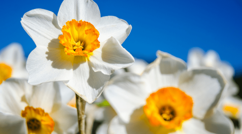 dafodils