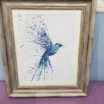 humming bird picture
